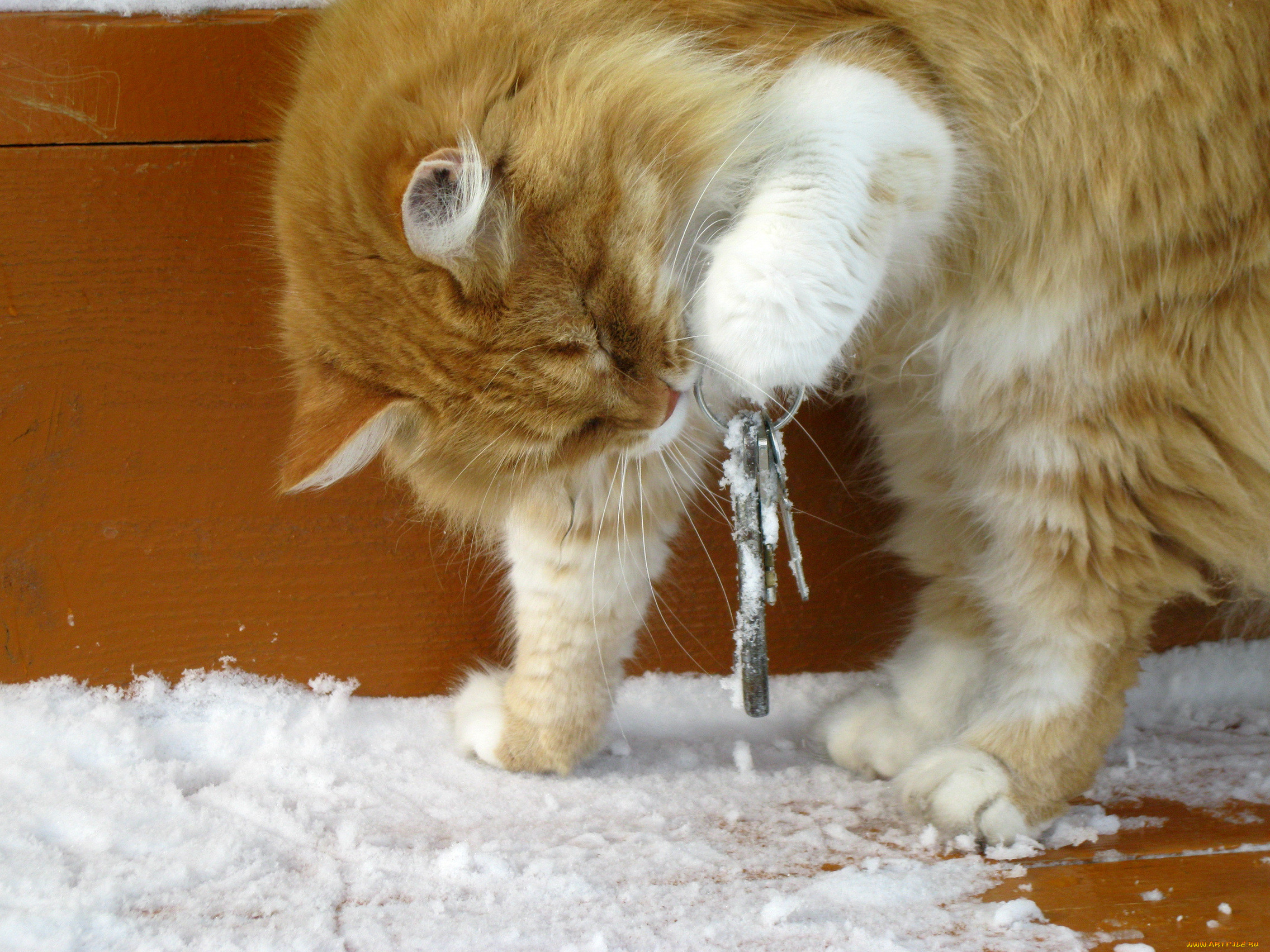 И тут вдруг льды. Кошка с ключом. Кот с ключиком. Кот чуть чуть. Кот украл ключи.